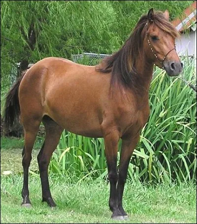 Quelle est cette race ?