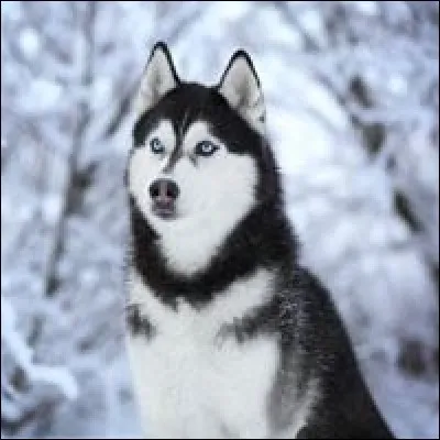 Petit bonus = Un chien