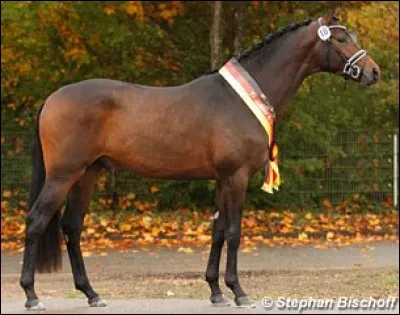 Quelle est cette race ?