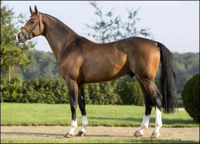 Quelle est cette race ?