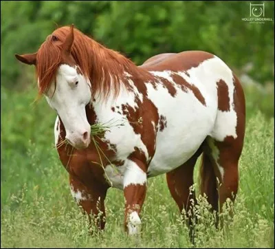 Quelle est cette race ?