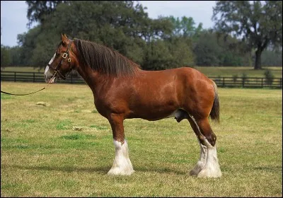 Quelle est cette race ?