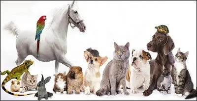 Quels rôles ce professionnel spécialisé assume-t-il ?