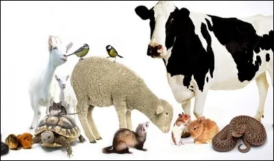 Le professionnel des soins aux animaux peut avoir choisi une toute autre orientation. Laquelle ?