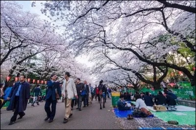 Quel quartier de Tokyo possède un grand zoo et le musée national de Tokyo ?