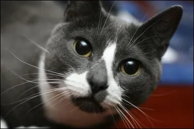 Comment s'appelle ce chat, célèbre pour ses posts sur Twitter ?