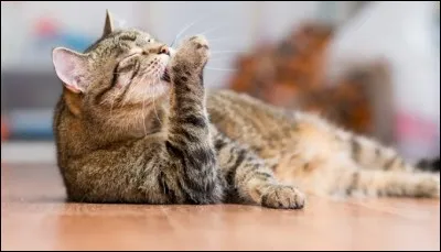 Après avoir été portés, les chats se lèchent pour se débarrasser de(s) ...