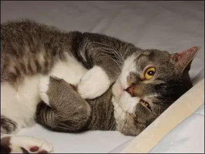 Quel chat est classé le plus rare par la "Cat Fanciers Association" ?