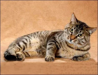 Le Dragon-Li est une race de chats sauvages pouvant être domestiquée. Il possède une robe tabby brun doré. D'où est-il originaire ?