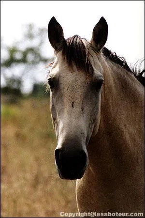 Comment appelle t-on la couleur des poils du cheval sur l'image ?