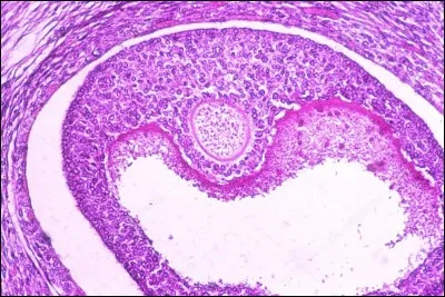 /Sciences de la Vie et de la Terre/ Comment nomme-t-on la cellule ovarienne où mûrit l'ovocyte ?