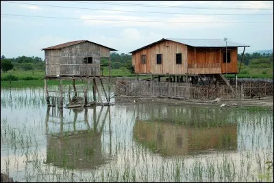 Elles sont faites en mangrove et eucalyptus. On prend les matériaux naturels disponibles : la palme, le bambou et la terre qui sont souvent utilisés pour construire des maisons comme celles photographiées.
Trouvez le nom de ce pays, le plus petit pays d'Amérique du Sud, situé à mi-chemin entre les pôles.