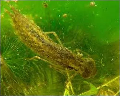 Sur l'étang je vais et je viens, dans le soleil brillent mes ocelles, en compagnie des demoiselles !