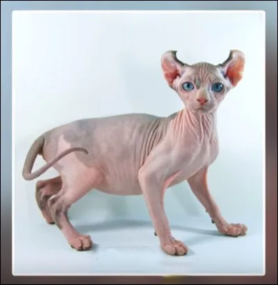 Celui-ci aurait pu se trouver à la question 11, mais il est là ! Qu'est-ce donc ?