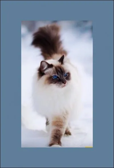 Un chaton dit "himalayen", de formes assez proches du persan, vous coûterait entre 500 et 1 200 . Il a été "développé" dans les années 50. D'où vient-il ?