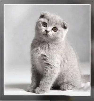 Celui-ci est un "scottish" qui ne porte pas le tartan : jusqu'à 1 500 , il y aurait de quoi se payer un kilt ! Quel est le qualificatif qui le différencie des autres ?