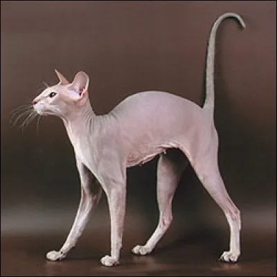 Le "peterbald" est originaire de Russie : son absence de poil vient de son père qui est un ...