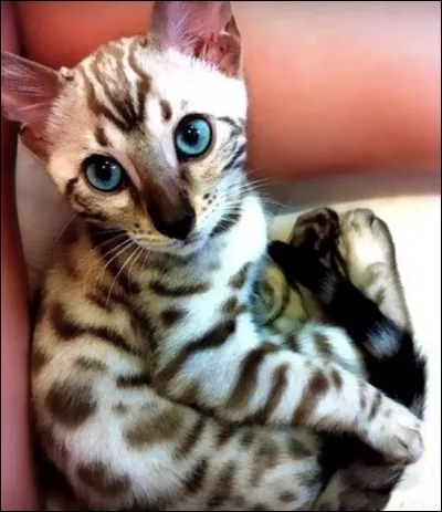 Il n'a pas bien l'air chameau et n'est pas le pyramide l'homme ! Seul son prix est féroce : 500  minimum, pour ce chat à l'origine ancienne. Quelle est sa race ?