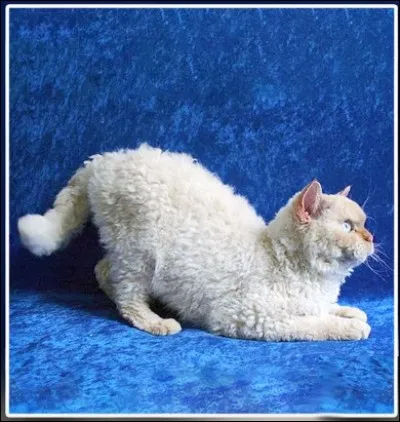 En plus de son poil bouclé et son origine américaine, ce "laperm" a une autre particularité. Laquelle ?