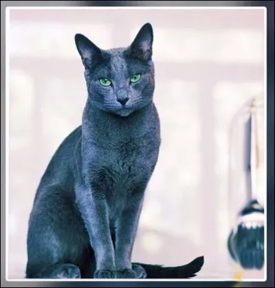 C'est un chat qui porte chance : avec lui, on voit la vie en "bleu ... (Complétez son nom !)