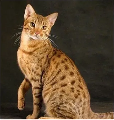 Cette race de chat a été créée aux Etats-Unis en 1994, principalement pour ressembler au serval ! Mais son nom n'est pas d'ici. Lequel ?