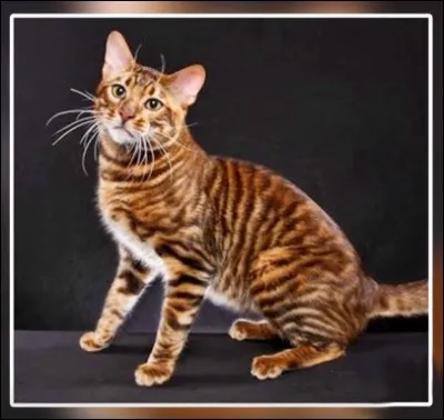 Ce chat, de création récente, l'a été pour inciter le monde à protéger les tigres encore dans la nature. Quel nom lui a-t-on donné ?