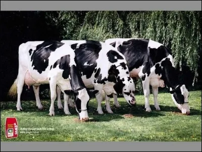 Qu'a pris Gurty pour un gros dalmatien ?