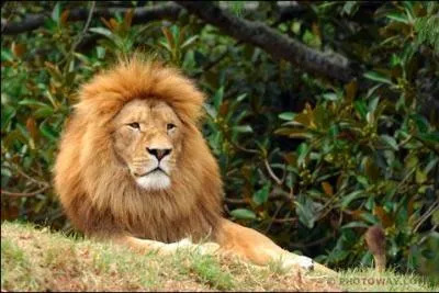 Comment appelle-t-on cet animal ?