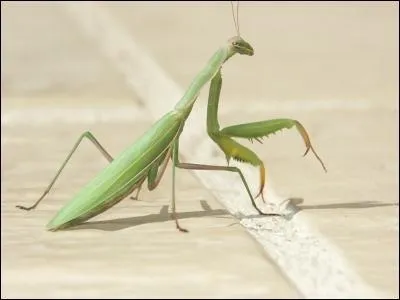 Comment appelle-t-on cet animal ?