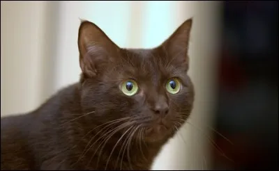 Quelle est la race de ce chat ?