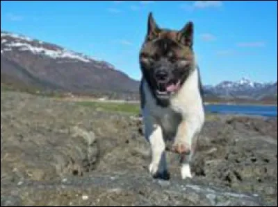 Quelle est la race de ce chien ?