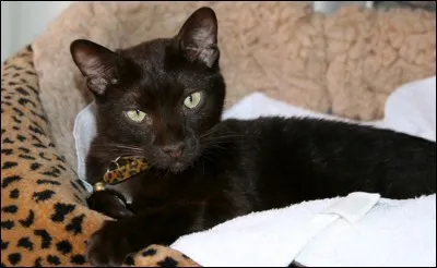 Quelle-est la race de ce chat ?