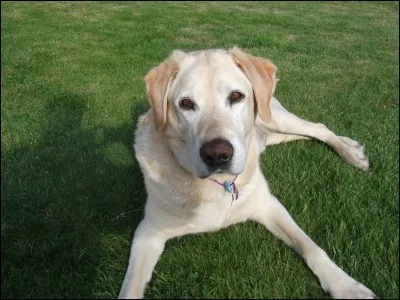 Quelle est la race de ce chien ?