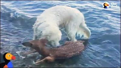 Quel animal préférez-vous ?