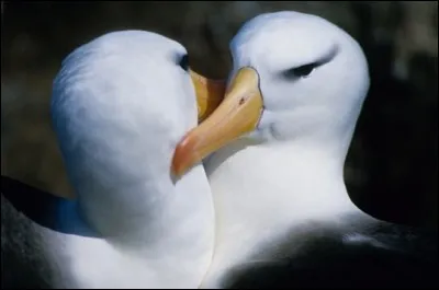 Ce bel oiseau a été dépeint comme le plus légendaire de tous les oiseaux. Avec un taux de divorce de 0% il est l'oiseau le plus fidèle du royaume animal et comme le dit le chercheur Noah Strycker pour savoir à quoi ressemble une véritable dévotion, il suffit de passer quelque temps avec un .... 
Quel est cet oiseau qui a quelque chose dans le regard qui va droit au cur ?