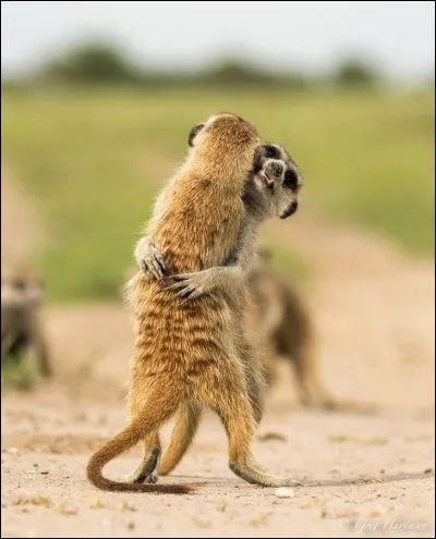 Ces deux rongeurs, ont l'air contents de se retrouver. ''Serrons-nous très fort, cela fait tellement de bien. Depuis le temps que je te courre après, je ne te laisse plus partir."
Nommez ces petits animaux qui sont végétariens, vivent en groupe dans des terriers d'où ils font d'excellentes sentinelles ?
