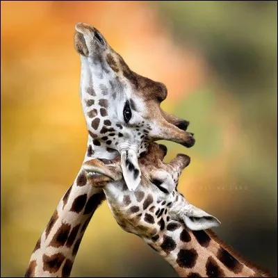 Franchement, si ce n'est pas un couple qui se câline, même Google donne ''animaux en amour'', sensation encore meilleure que les feuilles tendres cueillies au sommet des arbres.
Nommez ces ''mammifères herbivores ruminants se distinguant par l'allongement de leurs membres et de leur cou'' :