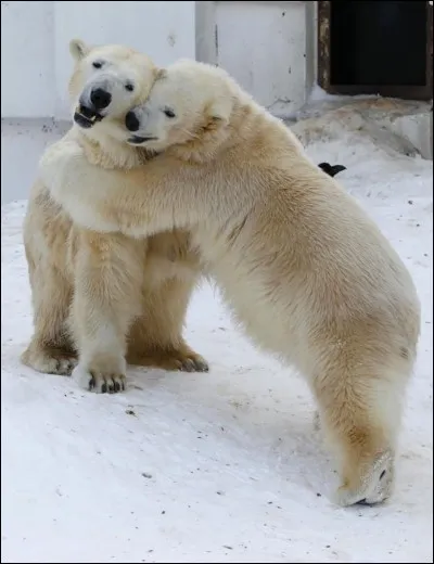 ''Allez viens jouer'' semblent-ils se dire. La recherche Google sur cette photo donne que ces 2 plus grands ursidés de la planète sont amoureux. La passion cela réchauffe.

Merci d'avoir joué et n'oubliez pas de cocher à l'endroit approprié.