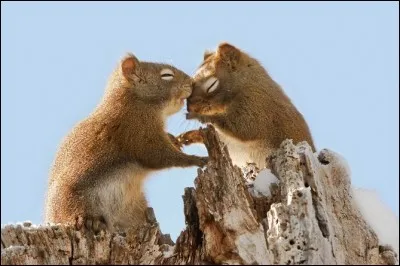 Ces deux-là sont super mignons et ils se nourrissent surtout de cônes de conifères. Ce sera là leur habitat et comme Tic et Tac, ils sont territoriaux et manifestent bruyamment leur présence. Ils peuvent aussi bouffer des insectes ainsi que les ufs d'oiseaux ou des petites souris.
Nommez ces amis dont la recherche Google sur cette photo donne : ''couple animal'' ?