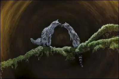 Après des mois d'une vie nocturne et solitaire, la femelle ira en quête d'un partenaire. À cette période, les rencontres sont facilitées et ces animaux nocturnes et discrets deviennent bavards et «miaulent». Après s'être enfin trouvé de par la vaste forêt, le couple ici batifole avant de se séparer. 
La photo les prend en pleine saison des amours. Qui sont-ils ?