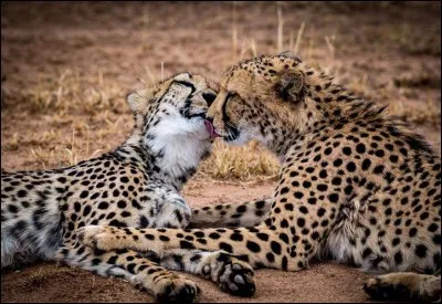 Ici Google donne dans le mille en disant simplement ''animaux qui s'embrassent''. Ces félins, ont beau être les + rapides, il n'en demeure pas moins que c'est une espèce en voie d'extinction, dont 1 seul subsiste par portée en moyenne. Il va demeurer avec sa mère pendant 18 mois où elle va le nourrir et le protéger. 
Que sont ces animaux dont il ne reste plus que quelques milliers de spécimens ?