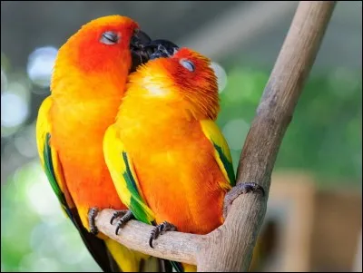 ''Le choix du partenaire se fait au plus jeune âge et ils restent fidèles toute leur vie, et sont encore plus liés en période de reproduction.''
Quels sont ces merveilleux oiseaux qui en couple ''cherchent ensemble leur nourriture, se nettoient ensemble, sont sur la même branche pour dormir, dorment collés l'un contre l'autre et s'influencent en tout'' ?