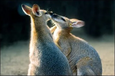 Quels sont ces marsupiaux qui sont semblables à des kangourous de petite taille ?