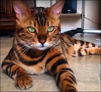 Celui-ci est né d'un croisement avec un chat asiatique, d'où son nom d'un province indienne. Lequel ?