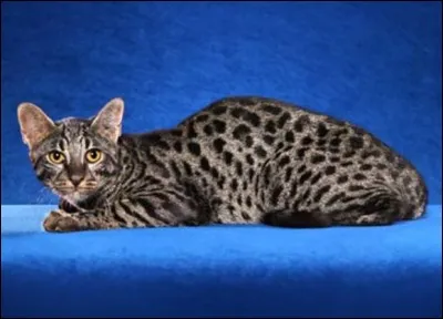 Le chat "safari" a été créé dans les années 70 : à l'origine, c'était dans le cadre de recherches scientifiques ! dans quel domaine ?