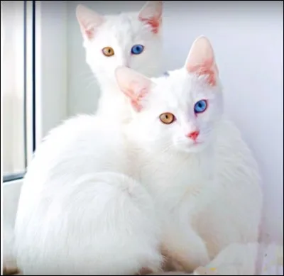 Vous n'avez pas la berlue : ces chats ont les yeux vairons ! C'est une race royale de Birmanie très ancienne. Quel est son nom ?