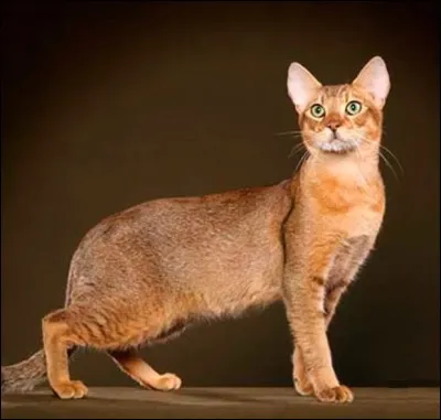 Le "chausie" est un très rare croisement de chat dit "de jungle" et il a une particularité, mis à part son prix de 5 000 à 7 000  : laquelle ?