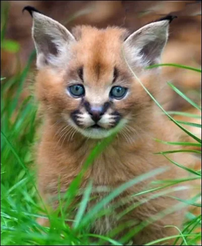 Ce spécimen est passé du stade de "prédateur dangereux" à celui "d'animal de compagnie onéreux" (dans les 8 000 ). Cette espèce est à part, entre le lynx et le chat. C'est ... (Complétez !)