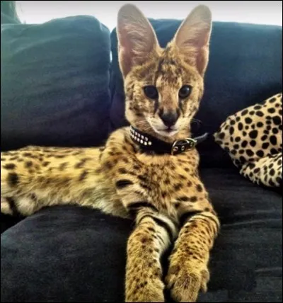 Celui-ci est né d'un croisement avec un ... africain et porte le nom d'une ville de l'Illinois. Lequel ?