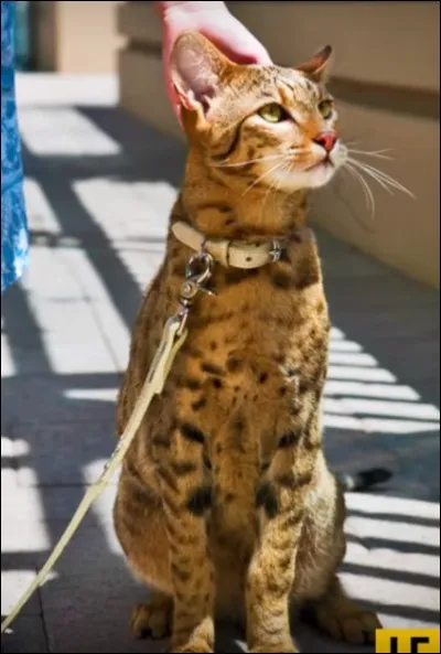 Le chat "ashera" est l'un des plus chers au monde. C'est le croisement d'un chat de gouttière avec un ... africain, et il a une particularité : laquelle ?